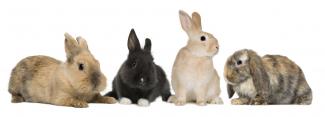 Gruppo di conigli